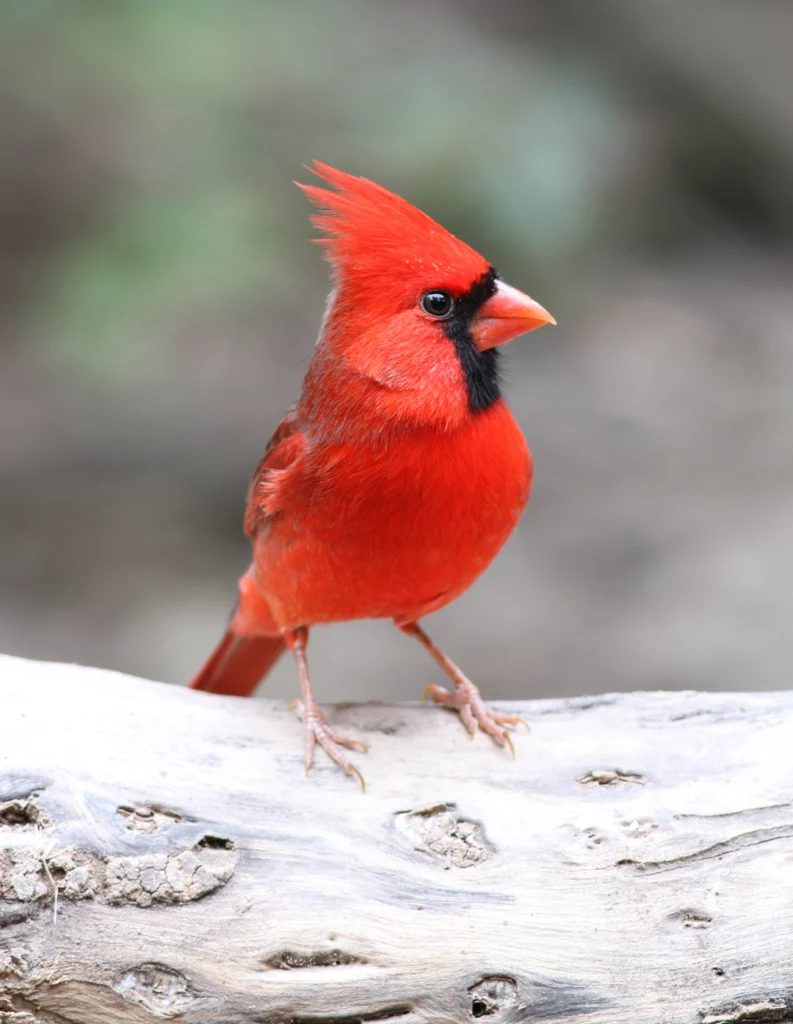 Northern Cardinal