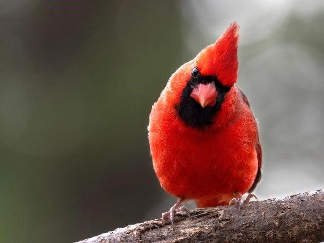 Northern Cardinal
