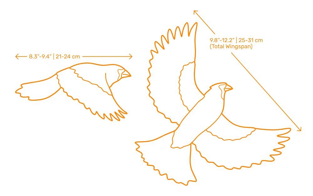 Northern Cardinal body and wingspan dimensions